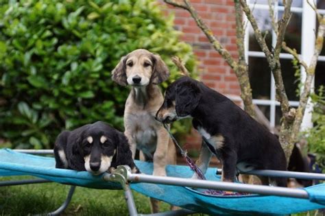 Rassehunde Windhund Kleinanzeigen | Rassehunde Windhund Annoncen ...