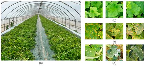 Improving Oriental Melon Leaf Disease Classification via DCGAN-Based ...