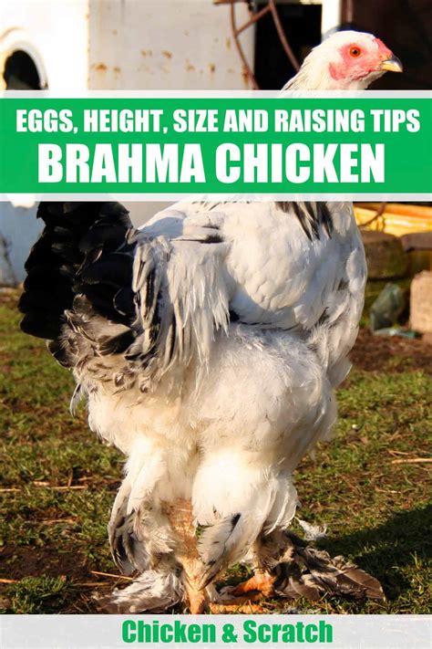 Brahma Chicken: Eggs, Height, Size and Raising Tips
