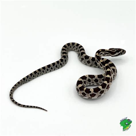 Black Corn Snake Morphs