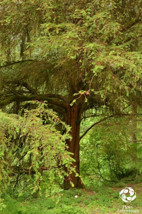 Taxus brevifolia - Pacific Yew | Hoyt Arboretum, Portland, Oregon, USA