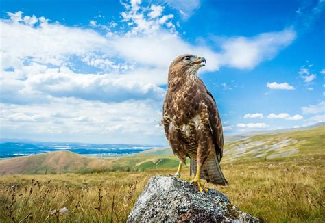 British Birds of Prey Identification: Identifying Raptors