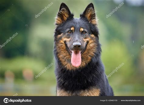 Do German Shepherds Have Black Tongues