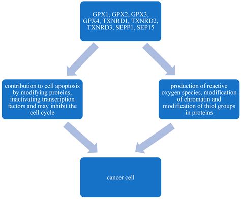 Image result for Selenium Prostate Cancer