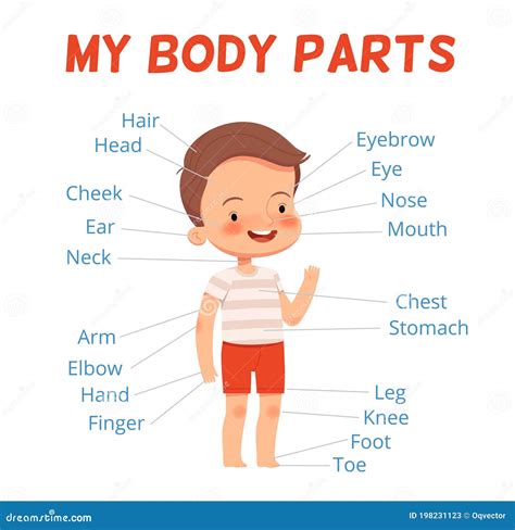 Parts Of The Body Kids: The Human Body For Kids – YBSQIM