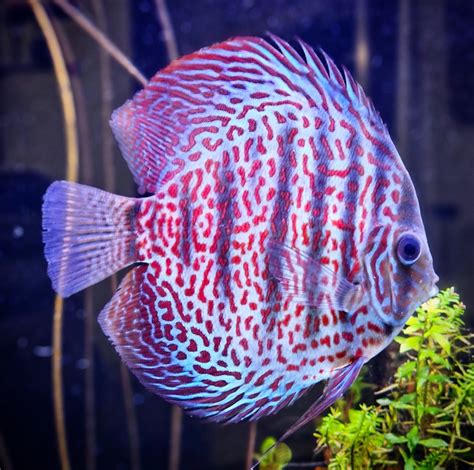Image result for Red Leopard Discus
