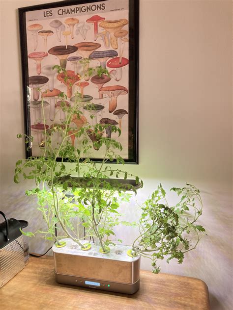 Why is my dill turning yellow and drying out :( ? : r/aerogarden