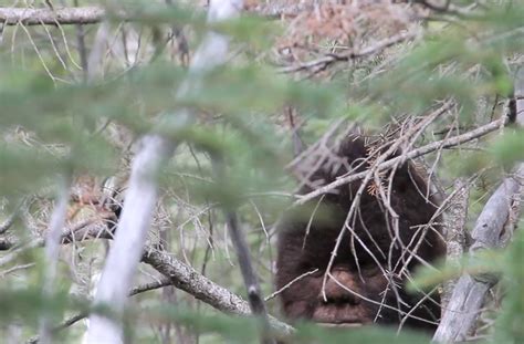 Sasquatch Sightings Verdenskart Hunter Building Deer Stand Reports