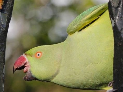 Alien Bird Evolution 的图像结果