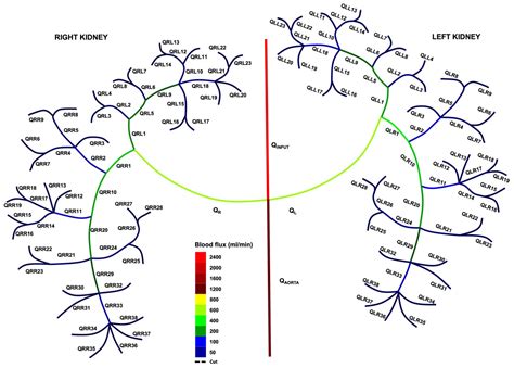 Near Real-Time Estimation of Blood Loss and Flow–Pressure ...