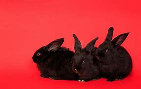 Image result for Three Baby Wild Rabbits