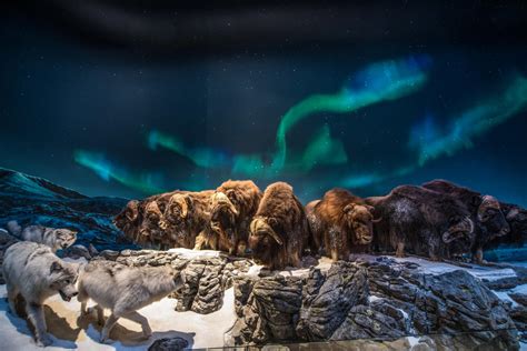 Wildlife Wonders: Exploring The Animals Of The Bermuda Triangle