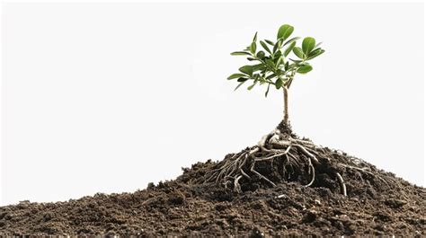 Small plant tree in dirt with roots isolated on white | Premium AI ...