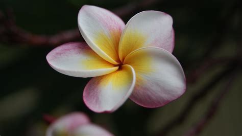 Flowers In The Philippines With Pictures at Martin Loya blog