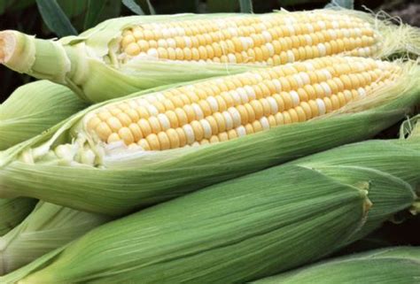 转基因玉米与正常的玉米的区别_百度知道
