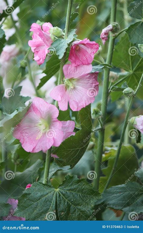 Pink mallow plants stock image. Image of pink, petal - 91370463