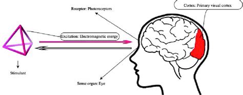 Image result for Process of Vision