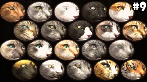 Image result for Ultimate Cat Simulator Tips