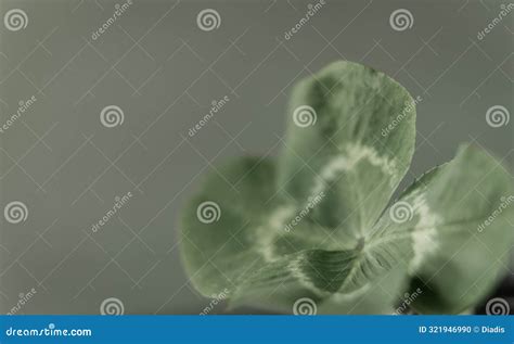 Textures with Lucky Charm Clover Leaf Stock Photo - Image of copy ...