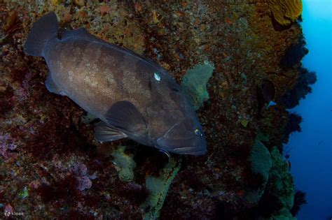 Tateyamas Underwater Paradise Where Sharks Rule the Currents - Klook India