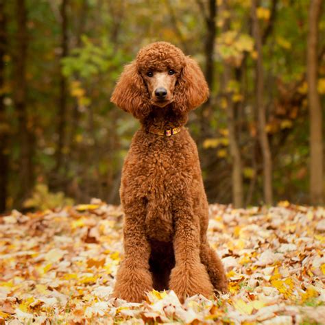 Curly Brown Fluffy Dog Dog Breeds Curly Doodle Dog Fluffy Brown Types ...