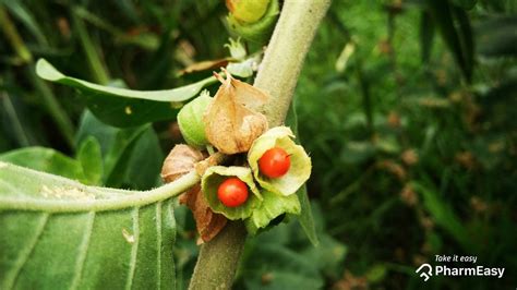 Ashwagandha: Benefits, Uses, Side Effects & More | PharmEasy