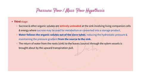 Phloem Loading a Level 的图像结果