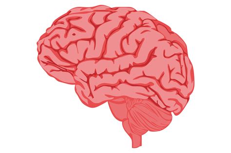 Brain Atlas Of Human Anatomy With Mri Mri Brain Mri Anatomy Imagesmr Potato Head Parts Clip Art