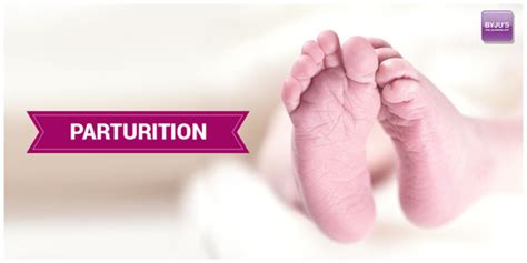 Image result for Parturition Class 12