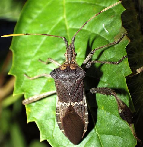 Image result for Bug Exploding