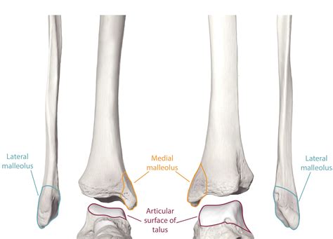 6.9: Bones of the Lower Limb - Medicine LibreTexts