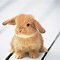 Image result for Tiny Baby Bunny in Hand