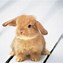 Image result for Cute Aesthetic Baby Bunny