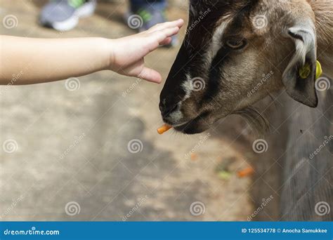 Goat Eating a Carrot Out of Hand of Baby Stock Photo - Image of goats ...