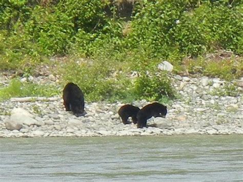 DENALI VIEW RAFT ADVENTURES (2026) All You Need to Know BEFORE You Go ...