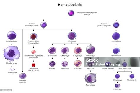 Image result for Blood Cell Lineage Chart