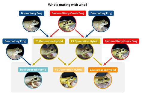 Hybrid frogs discovered: A hidden threat to an endangered frog - The Australian Museum Blog