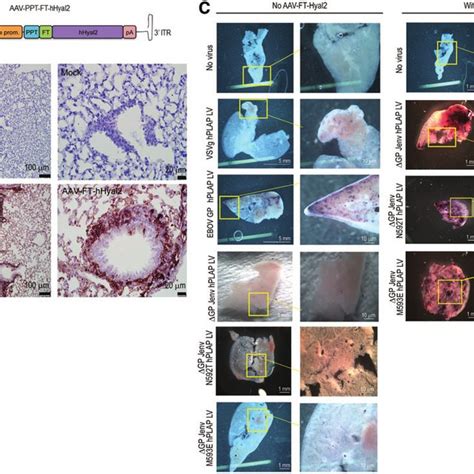 Image result for TFF Process
