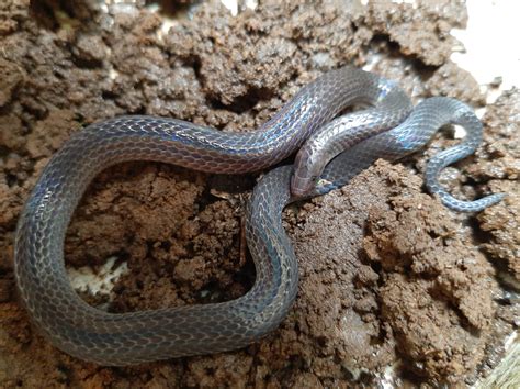 Serpiente mica - Serpientes de Costa Rica