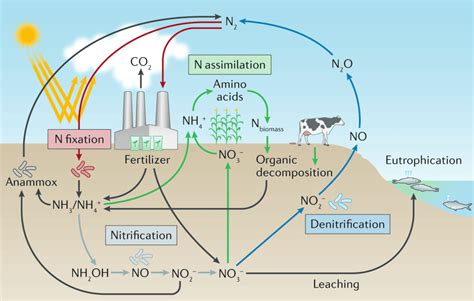 Class 10 Science Chapter 13 Practice Question Answers - Our Environment