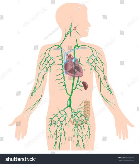 Lymphatic System Unlabeled Diagram Stock Illustration 149230307 | Shutterstock