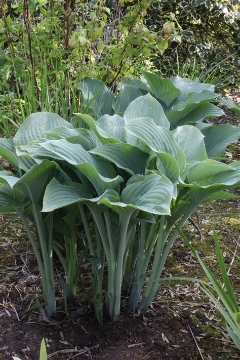 Hosta 'Krossa Regal' – Ballyrobert Gardens
