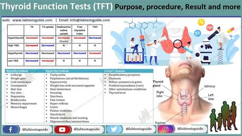 Thyroid Function Test Explained 的图像结果