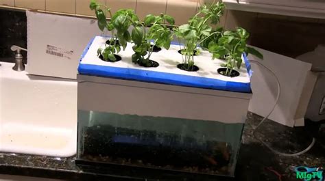 Hydroponic Systems DIY 的图像结果