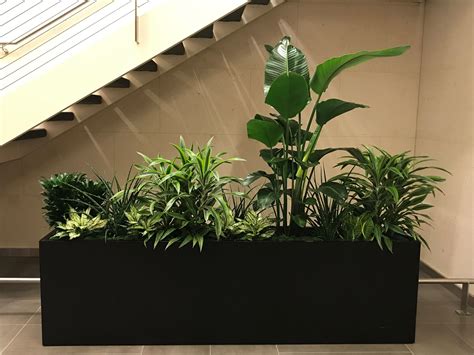 Mixed Rectangle Potted Plants for Outdoor and Indoor Decor