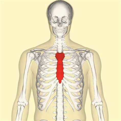 Sternum Popping: Everything You Need to Know - HubPages