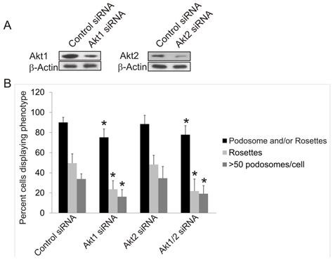 The Roles of Akt Isoforms in the Regulation of Podosome Formation in ...