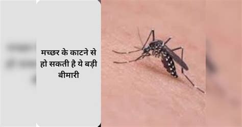 health tips mosquito bite can cause this big disease| Mosquito Bite ...