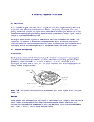 Phylum Mollusca (Arizona) - Chapter 8: Phylum Mollusca 8 Introduction ...