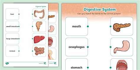 Digestive System Matching Worksheet